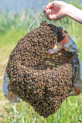 The beekeeper holds in his hand a basket on which a colony of bees is located. Bees on a basket and in flight. Beekeeper at work.