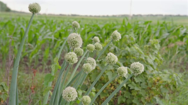 Flowering garlic, stalks and garlic flowers on a farm.