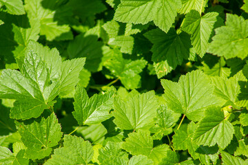 Fresh currant leaves under the bright sun rays in a country house garden.