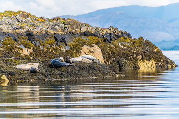 Obraz premium A close up view of seals basking on an islet in the Firth of Lorn near to Oban, Scotland on a summers day