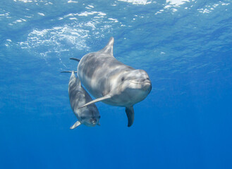 Naklejka premium Family dolphin