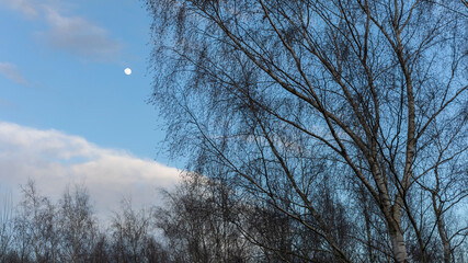 Fototapeta na wymiar Silver birch trees against blue sky with moon