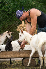 Obraz premium Rancher cleaning manger near goats on farm