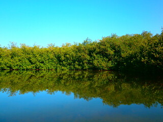 Obraz premium reflection of trees in the water