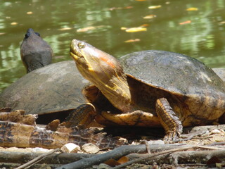 Obraz premium happy turtle on the rock