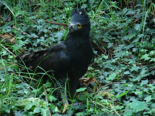 black raven eagle on the grass