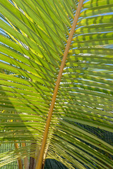 Palme détail et gros plan.