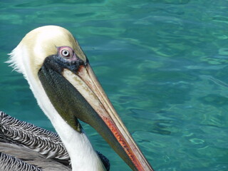 pelican on the pier