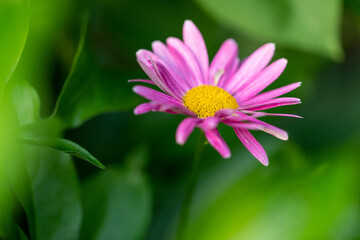 Blooming pink chamomile on a green natural background