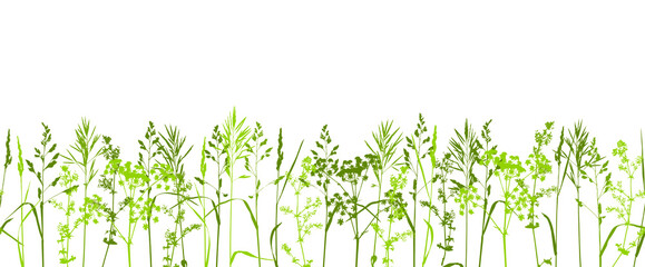 Natural herbs border - wild field grass - herbal green seamless row © Mint and Berry