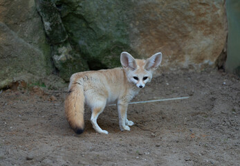 Fennec - Vulpes zerda - detail on animal from close distance