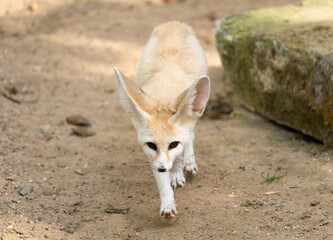 Fennec - Vulpes zerda - detail on animal from close distance