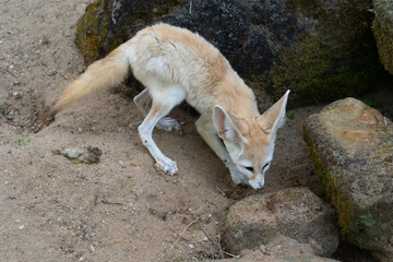 Fennec - Vulpes zerda - detail on animal from close distance