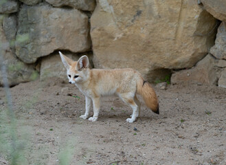 Fennec - Vulpes zerda - detail on animal from close distance