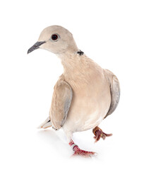 African collared dove