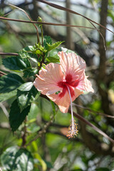 Fleur d'hibiscus et son long pistil - Guyane française