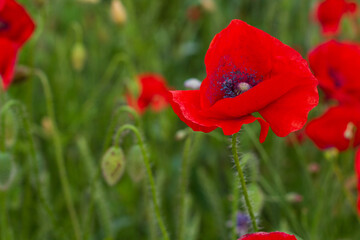 Close-up of lovely poppy flower