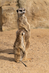 Meerkat - suricata suricatta - detail on the animal from close distance in its natural habitat