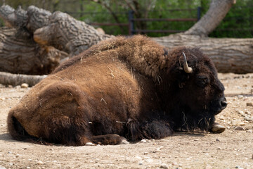 Fototapeta premium European bison - Bison bonasus - close up on male specimen