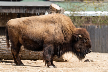 European bison - Bison bonasus - close up on male specimen