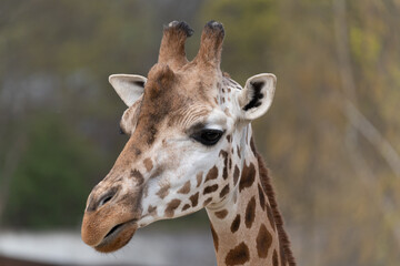Naklejka na ściany i meble West African giraffe - Giraffa camelopardalis peralta - close up view on animals head