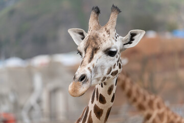 Naklejka premium West African giraffe - Giraffa camelopardalis peralta - close up view on animals head