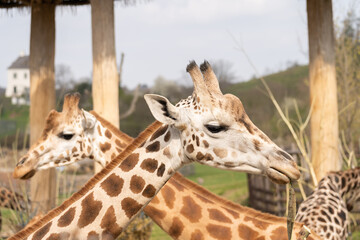 Obraz premium West African giraffe - Giraffa camelopardalis peralta - close up view on animals head