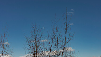 Fototapeta na wymiar Trees against a blue sky with a visable moon