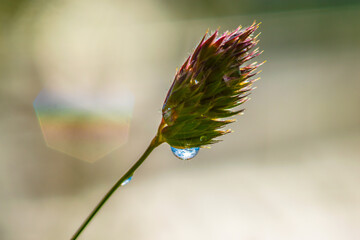 bud of a flower