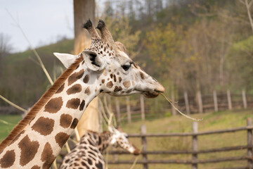 West African giraffe - Giraffa camelopardalis peralta - close up view on animals head