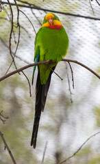 Edwards's fig parrot - Psittaculirostris edwardsii - detail on the bird