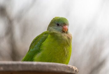 Edwards's fig parrot - Psittaculirostris edwardsii - detail on the bird