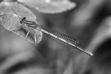 close up of dragonfly