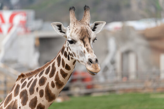 West African giraffe - Giraffa camelopardalis peralta - close up view on animals head