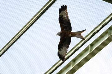 Booted eagle - Hieraaetus pennatus - specimen flying in enclosure.
