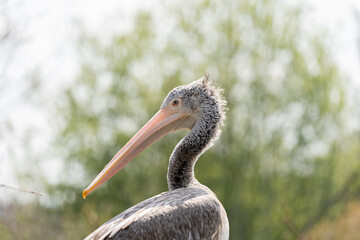 Great blue heron - Ardea herodias - focus on head and eye