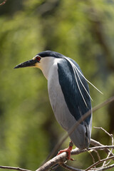 Black-crowned night heron - Nycticorax nycticorax -bird sitting on the branch