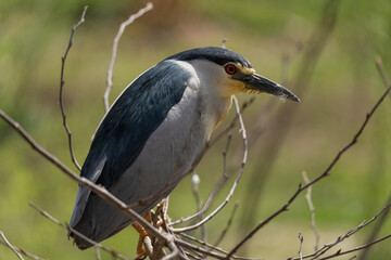Black-crowned night heron - Nycticorax nycticorax -bird sitting on the branch
