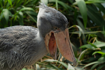 African Shoebill - Balaeniceps rex - close up photo on the birds head