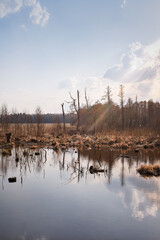 A swamp in early spring with dry grass, bare, dry trees, and stumps sticking out of the water against the background of a sky with clouds through which the sun's rays make their way. 