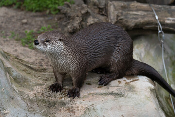 Eurasian otter - Lutra lutra - detail on the specimen