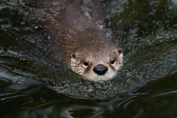 Eurasian otter - Lutra lutra - detail on the specimen
