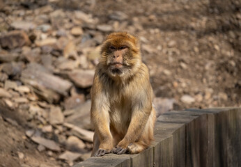Barbary macaque - Macaca sylvanus - specimen sitting on wooden palisade