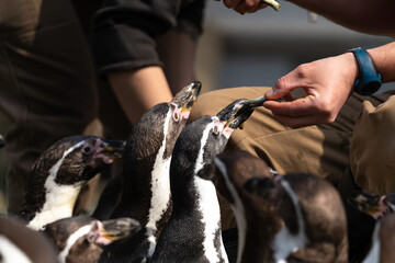Magellanic penguins - Spheniscus magellanicus - detail on the animal feeding