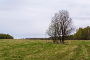 landscape green field