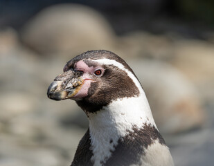 Magellanic penguins - Spheniscus magellanicus - detail on the animal feeding