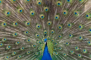 Obraz premium Colorful adult peacock with its tail extended. Isolated, colorful.
