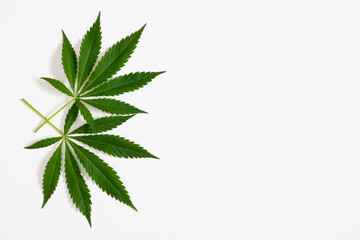Green hemp or cannabis leaf on white background. Flat lay, top view, copy space