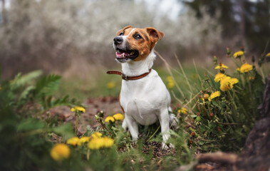 Small Jack Russell terrier sitting on meadow in spring, mouth open looking up, yellow dandelion flowers near
