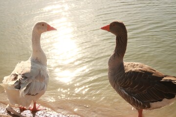 geese in the park